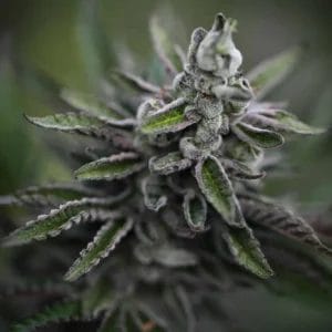 Copy-of-website-Cannabis-Flower-3-e4aa188a