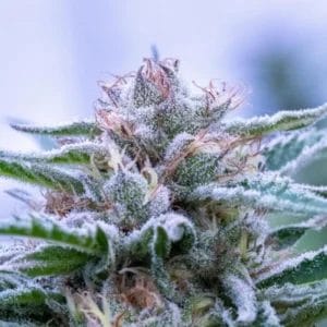 Copy-of-website-Frosty-growing-cannabis-48jpg-c894b489