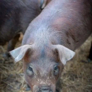 Copy-of-website-Pigs-CloseUp-1-9bf64347