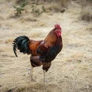 Copy-of-website-Rooster-1-scaled-ae2ab116