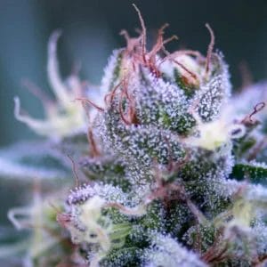 Copy-of-website-close-up-flower-top-33-f50c87ef