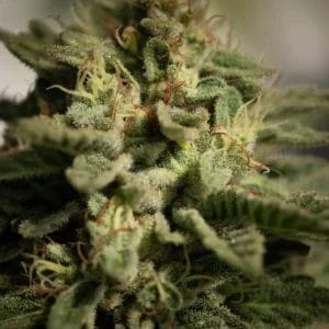 Copy-of-website-closeup-flower-Cannabis-Leaves-15-25af5925