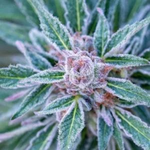 Copy-of-website-closeup-mature-cola-1-scaled-b44330ca