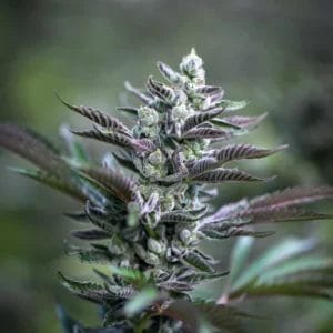 Copy-of-website-flower-nearing-harvest-1-10e846bb