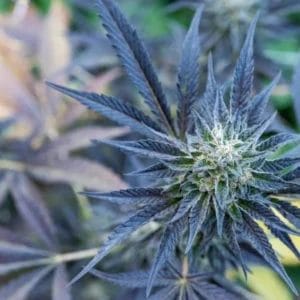 Copy-of-website-purple-Cannabis-Flower-51-scaled-7388cf0d