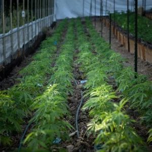 Copy-of-website-small-clones-growing-1-scaled-57a71188