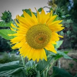 Copy-of-website-sunflower-helianthus-giganteus-scaled-674f0e40