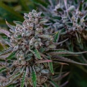 LemonDiesel18-cdcbba82