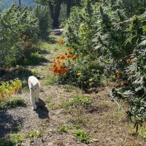 cat-in-the-garden-at-five-sisters-75951895