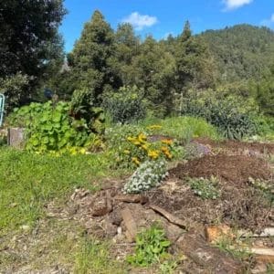 hugelkultur-at-five-sisters-5a7c56a4