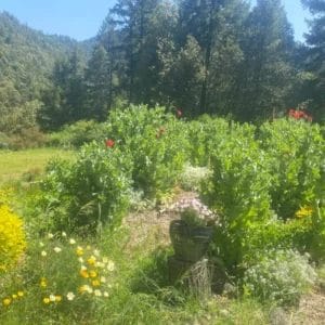 poppies-in-the-garden-at-five-sisters-c80e1077
